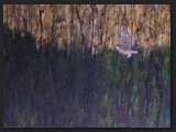 owl-in-woodencliff