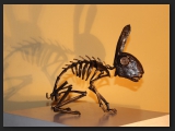 rabbit